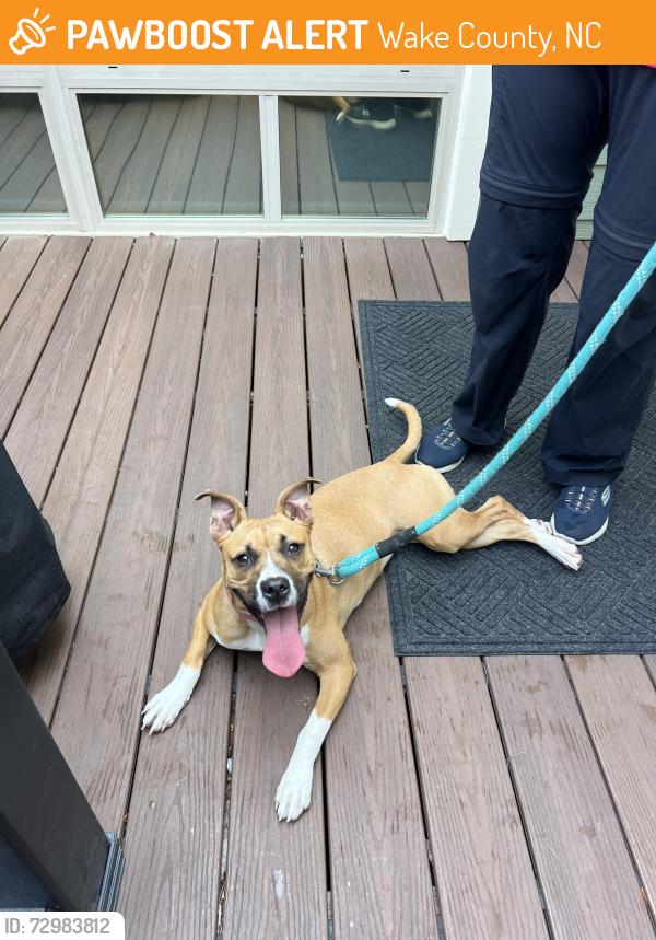 Found/Stray Female Dog last seen Baker Rd, Zebulon, Wake County, NC 27597
