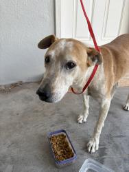 Reunited Male Dog last seen Fitness for life Gym, El Paso, TX 79938
