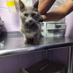 Shelter Stray Male Cat last seen El Paso, TX 79907, Fort Bliss, TX 79906