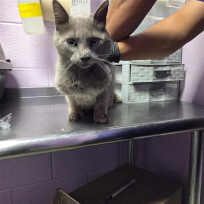 Shelter Stray Male Cat last seen El Paso, TX 79907, Fort Bliss, TX 79906