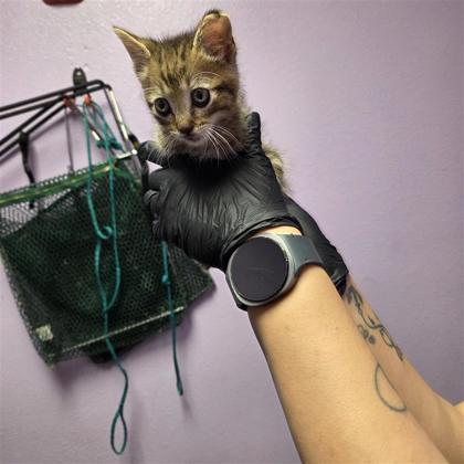 Shelter Stray Male Cat last seen El Paso, TX 79907, Fort Bliss, TX 79906
