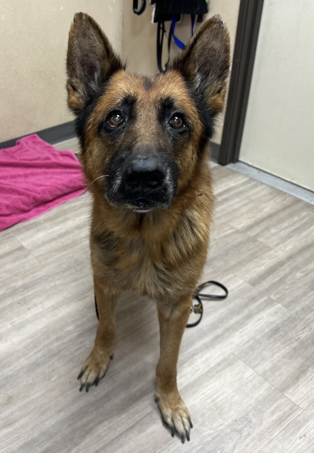 Shelter Stray Male Dog last seen Near Laurel Street, Oceanside, CA, 92054, Oceanside, CA 92058, USA