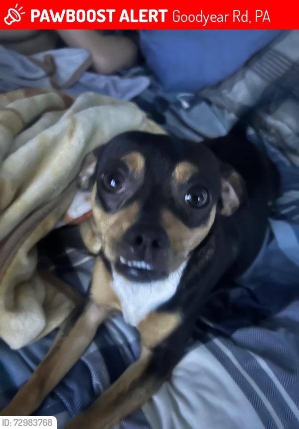 Lost Male Dog last seen Goodyear rd peach Glenn rd intersection off 34. , Goodyear Rd, PA 17324