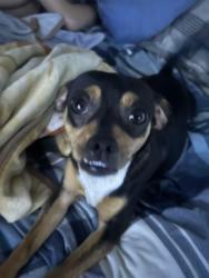 Lost Male Dog last seen Goodyear rd peach Glenn rd intersection off 34. , Goodyear Rd, PA 17324