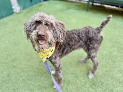 Shelter Stray Male Dog last seen Near Washington Avenue, BRONX, NY, 10451, 326 E 110th St, New York, NY 10029, USA