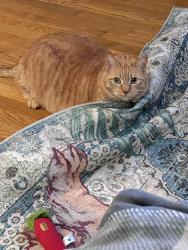 Lost Male Cat last seen Beverly Woods subdivision off of 221, Spartanburg County, SC 29303