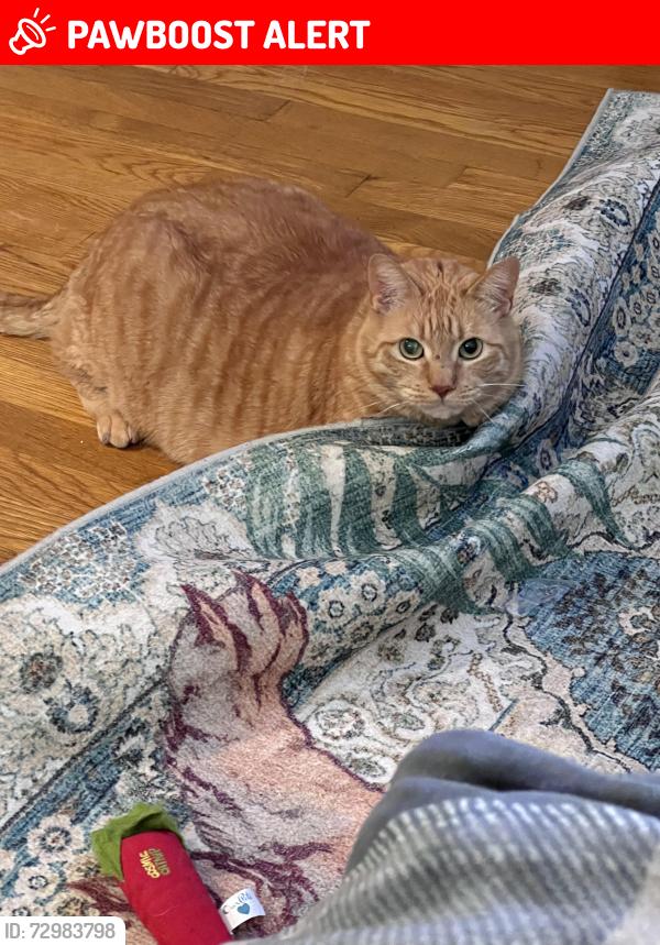 Lost Male Cat last seen Beverly Woods subdivision off of 221, Spartanburg County, SC 29303