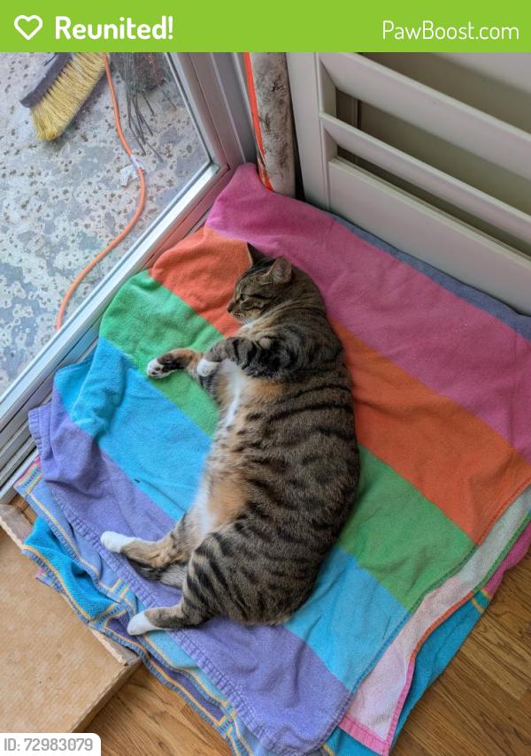 Reunited Female Cat last seen Caribbean Blvd in the Landings complex, West Palm Beach, FL 33407