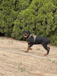 Found/Stray Unknown Dog last seen Orange St, Highland, CA 92346