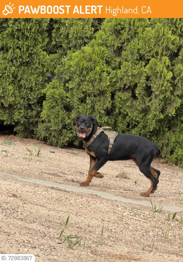 Found/Stray Unknown Dog last seen Orange St, Highland, CA 92346
