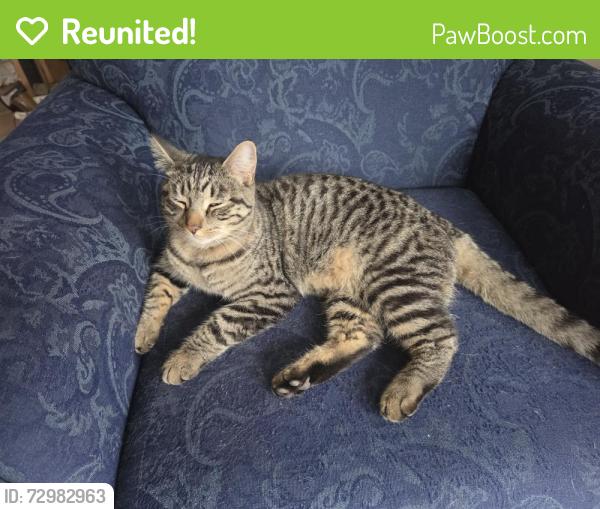 Reunited Male Cat last seen First & Lock, Menasha, WI 54952