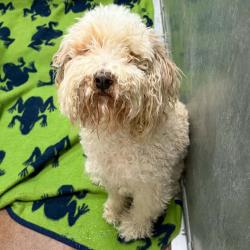 Shelter Stray Male Dog last seen , 5801 Graye Ln, Caldwell, ID 83607, USA