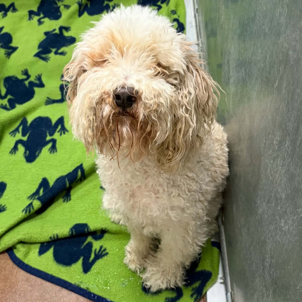 Shelter Stray Male Dog last seen , 5801 Graye Ln, Caldwell, ID 83607, USA