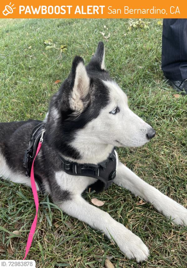 Found/Stray Female Dog last seen I st & W Edgemont drive, San Bernardino, CA 92405