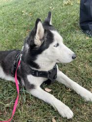Found/Stray Female Dog last seen I st & W Edgemont drive, San Bernardino, CA 92405