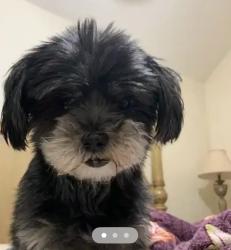 Lost Female Dog last seen McCoy, Carrollton, TX 75007
