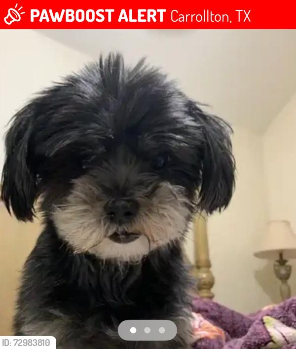 Lost Female Dog last seen McCoy, Carrollton, TX 75007