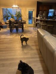 Lost Female Cat last seen Rowel Rd and Jomax, Surprise, AZ 85387