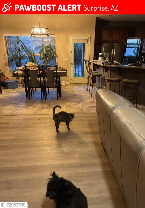 Lost Female Cat last seen Rowel Rd and Jomax, Surprise, AZ 85387