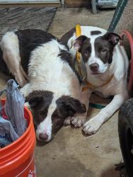 Reunited Female Dog last seen Hobgood Rd, Cherokee County, GA 30102