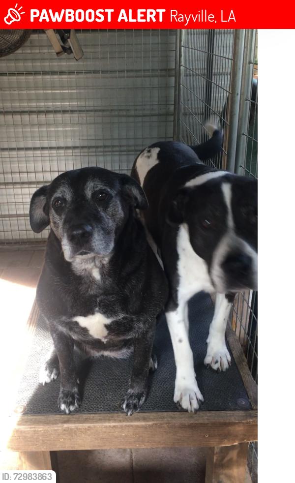 Lost Male Dog last seen Rayville , Rayville, LA 71269