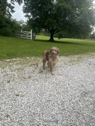 Found/Stray Unknown Dog last seen 88th & Moore Rd , Indianapolis, IN 46278