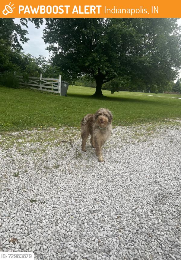 Found/Stray Unknown Dog last seen 88th & Moore Rd , Indianapolis, IN 46278