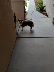 Found/Stray Male Dog last seen San Jacinto and Pico, Nuevo, CA 92567