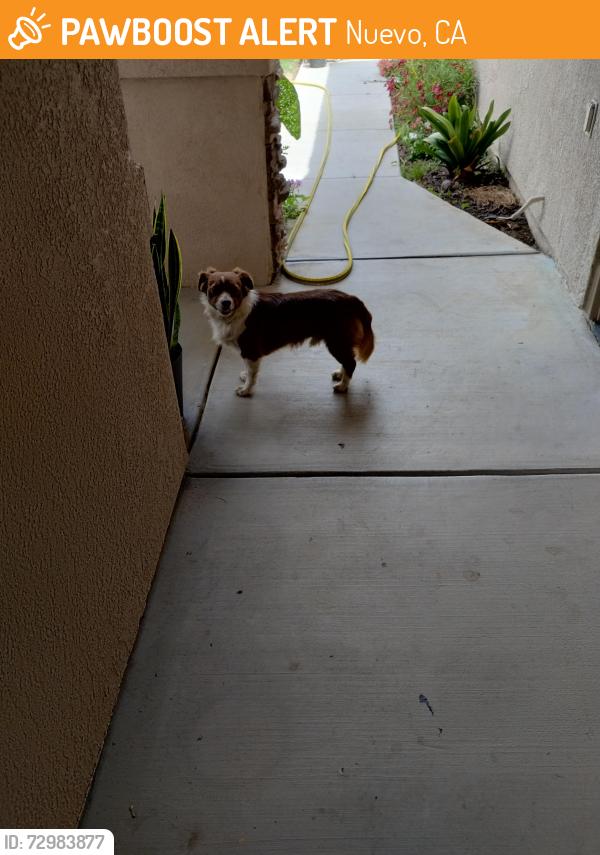 Found/Stray Male Dog last seen San Jacinto and Pico, Nuevo, CA 92567