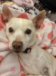Lost Male Dog last seen Silver Set & Charismatic, San Antonio, TX 78245