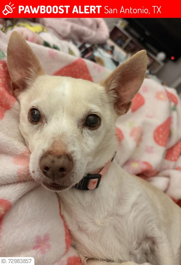 Lost Male Dog last seen Silver Set & Charismatic, San Antonio, TX 78245