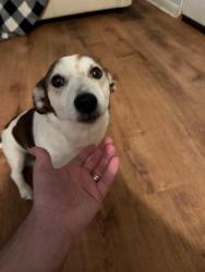 Found/Stray Male Dog last seen Near SE 53rd Ct Belleview, FL 34420 United States, Belleview, FL 34420