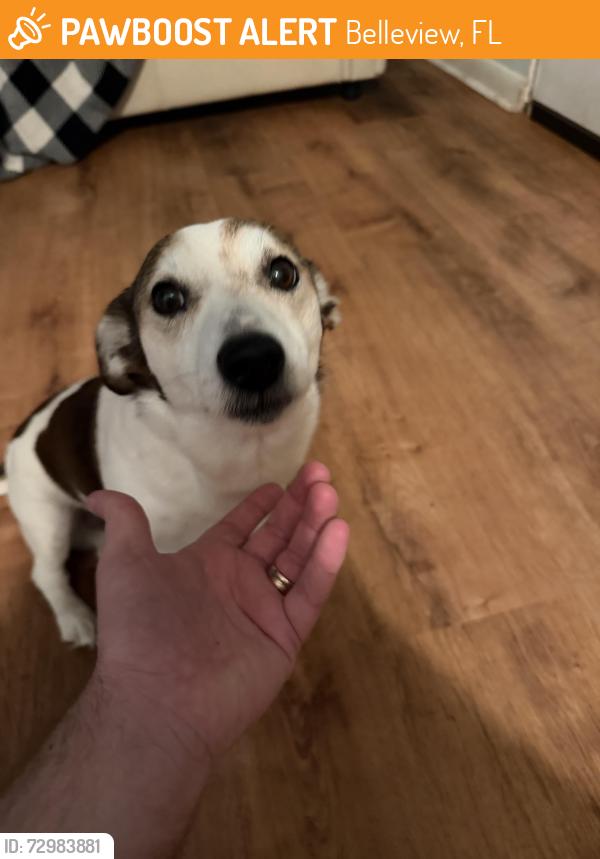 Found/Stray Male Dog last seen Near SE 53rd Ct Belleview, FL  34420 United States, Belleview, FL 34420