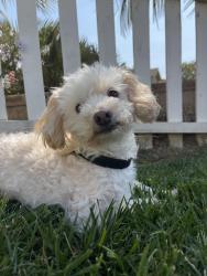 Lost Male Dog last seen Morro Drive, Santa Maria, CA 93454
