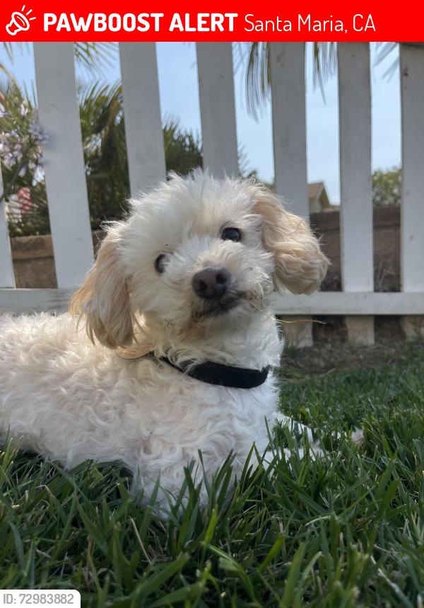 Lost Male Dog last seen Morro Drive, Santa Maria, CA 93454
