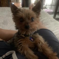 Lost Male Dog last seen Waursbach, San Antonio, TX 78229