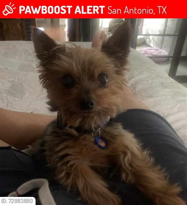 Lost Male Dog last seen Waursbach, San Antonio, TX 78229