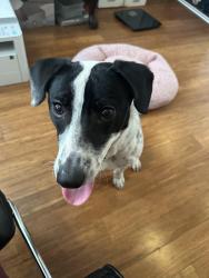 Reunited Male Dog last seen Near 11 Broadway and K st, Chula Vista, CA 91911