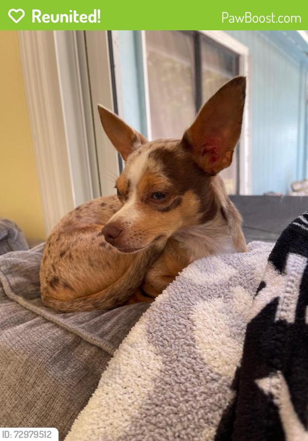 Reunited Female Dog last seen 153rd Rd N and 133rd, Jupiter, FL 33478