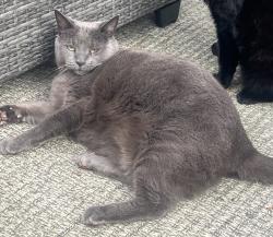 Lost Female Cat last seen Belmont Middle School, Belmont, NC 28012