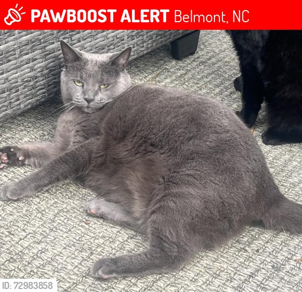 Lost Female Cat last seen Belmont Middle School, Belmont, NC 28012