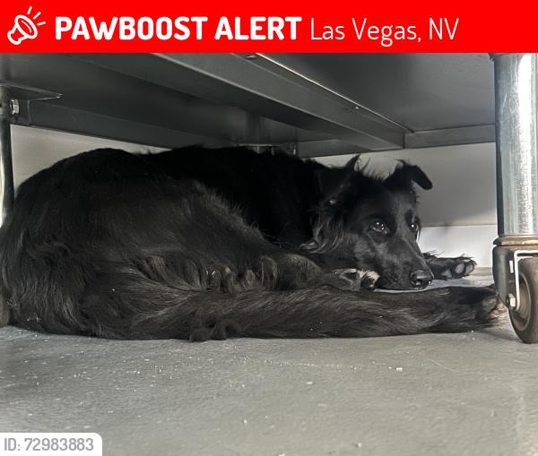 Lost Unknown Dog last seen CHARLESTON AND SHADOW, Las Vegas, NV 89107
