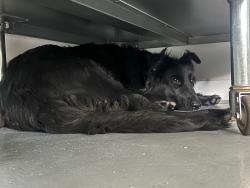 Lost Unknown Dog last seen CHARLESTON AND SHADOW, Las Vegas, NV 89107