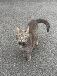 Found/Stray Male Cat last seen Stoneleigh Dr & Oak St, Lebanon, Lebanon, PA 17042