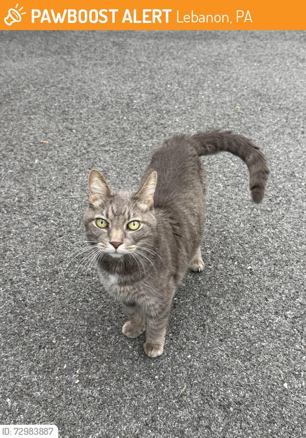 Found/Stray Male Cat last seen Stoneleigh Dr & Oak St, Lebanon, Lebanon, PA 17042