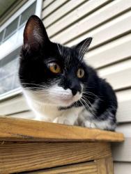 Lost Female Cat last seen Ely Road, Chattanooga, TN 37343