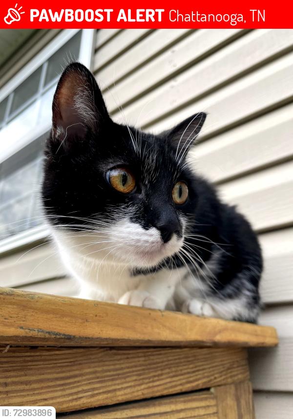 Lost Female Cat last seen Ely Road, Chattanooga, TN 37343