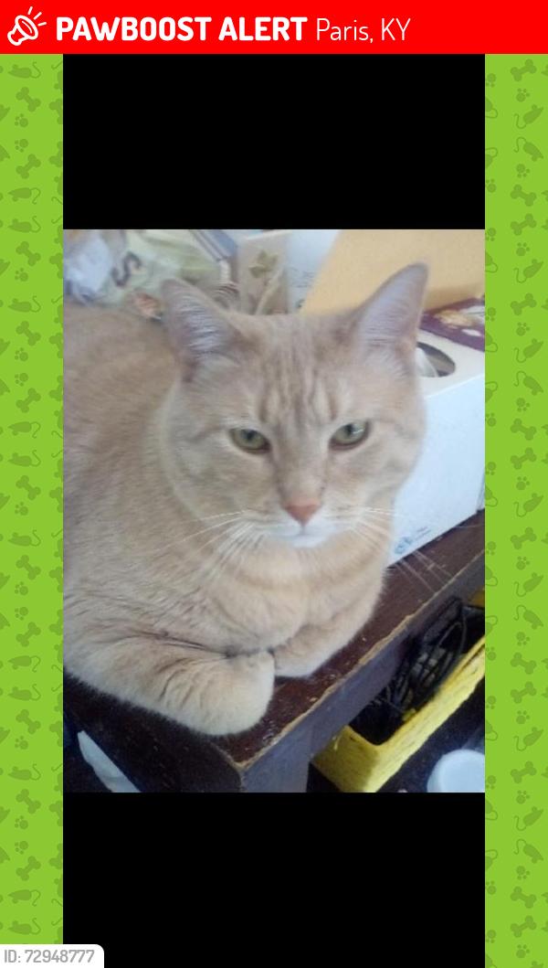 Lost Male Cat last seen Holly Lane, Paris, KY 40361