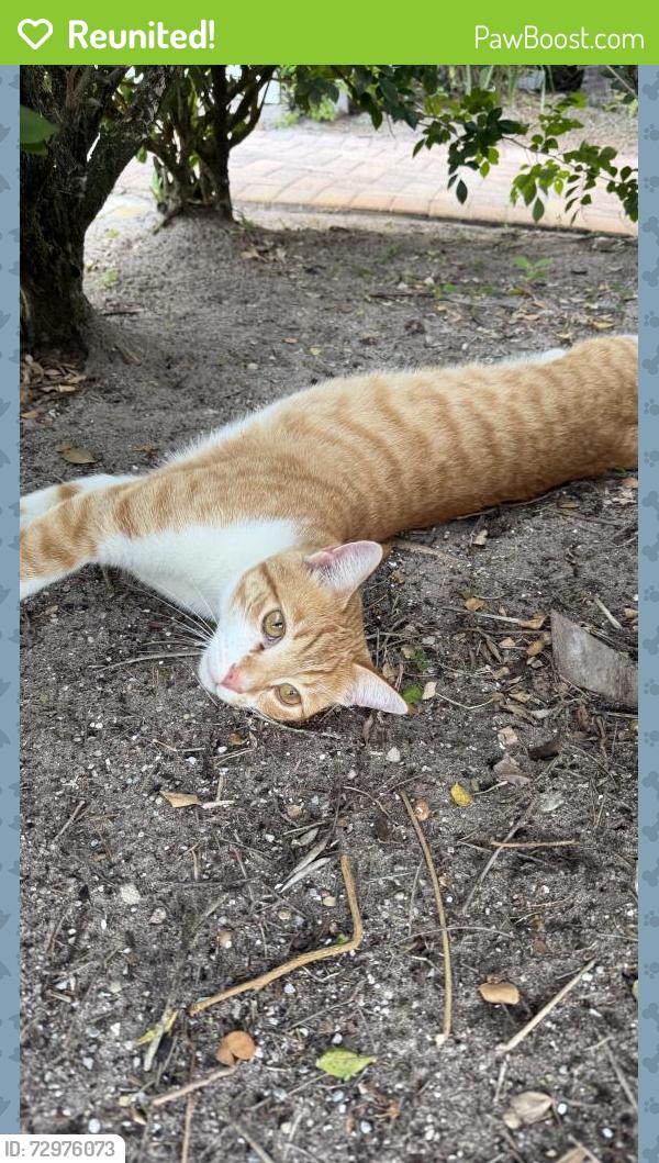 Reunited Female Cat last seen Sawgrass Villas Drive, Palm City, FL 34990