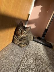 Lost Female Cat last seen Planet Fitness, Union Township, OH 45245